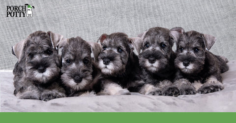 Five Miniature Schnauzer puppies huddle together against a gray blanket.