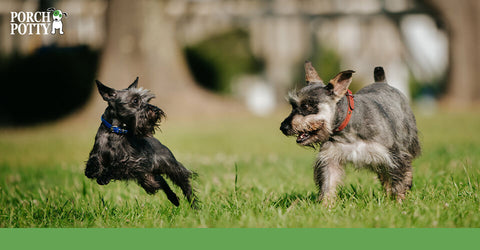 Two Miniature Schnauzers play with each other in their yard