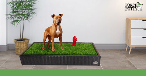 A brown Staffordshire Terrier stands on a Porch Potty