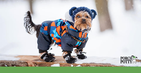 A small dog wearing a winter suit