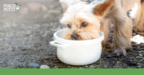 A Yorkshire Terrier enjoys a cool drink of water