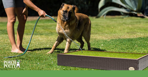 A dog owner rinses their pup's Porch Potty