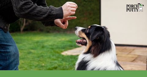 A Border Collie sits on command for its owner