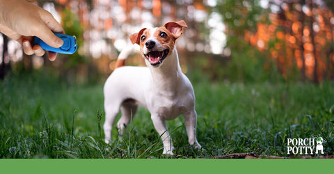 A Jack Russell Terrier listens to its owner