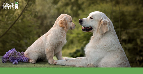 A yellow Labrador Retriever puppy touches noses with its mother