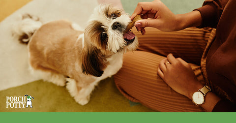 A Shih Tzu is offered a treat after good behavior