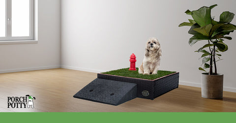 A Shih Tzu sits on a Porch Potty, equipped with a ramp