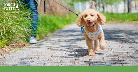 A golden Standard Poodle being walked on a leash