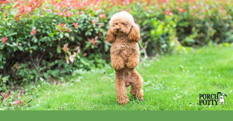 A golden Standard Poodle stands on its hind legs in a yard