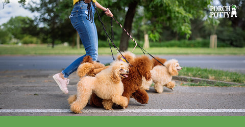 A young woman walks a group of Standard Poodles on leashes