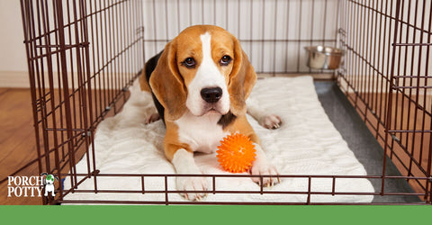A young Beagle puppy sits in a crate with a ball