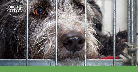 The key to successful crate training is teaching your dog to enjoy their crate time.