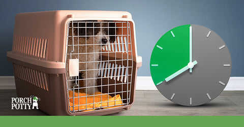 Try not to crate your adult dog for more than 8 hours a day.