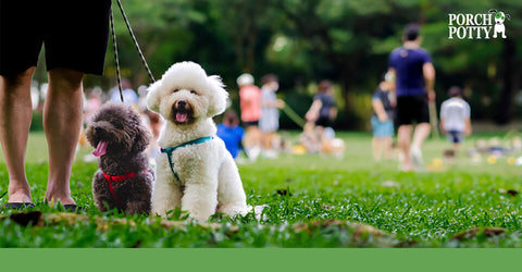 A Poodle on a leash sits down at a dog park
