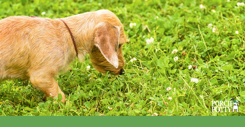 A puppy sniffs the grass, preparing to squat