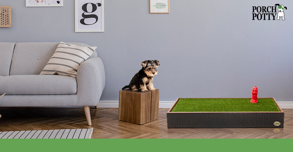 A Yorkshire Terrier sits on a crateLooking over a Porch Potty Standard