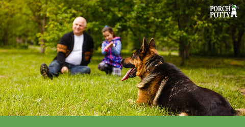 A German shepherd lays down in a backyard in front of its owners