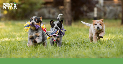 Three Australian Shepherd puppies run and play together