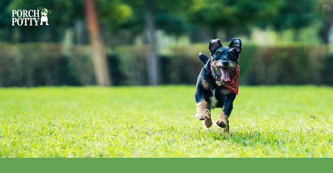 a black and tan puppy runs in a yard