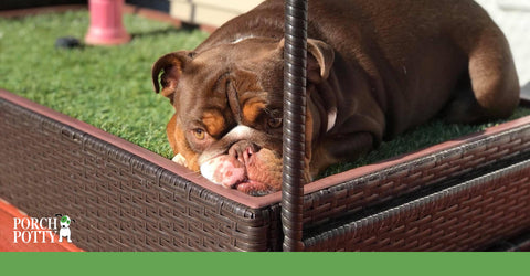 Porch Potty is a dog potty solution for dogs with special needs that make it difficult for them to get to their yard.