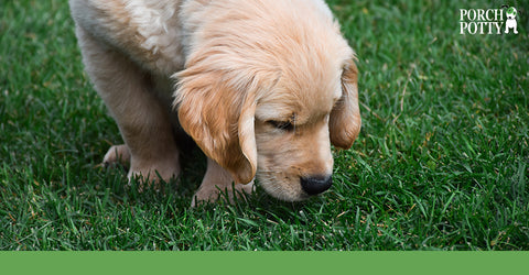 Dog's experience the world through their noses. Their sense of smell is a powerful tool that helps them identify where they can or should pee or poop.