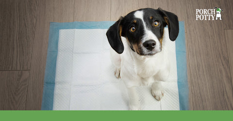 Dog Nap Mat, Pet Training Mat Dog Feeding Mat