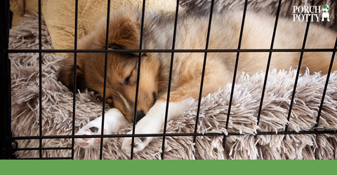 By using a crate, you are enlisting the help of your dog's natural den instincts which makes potty training easier.