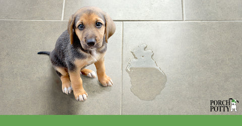 One of the most common mistakes in house training a dog is giving up on the potty training schedule too soon.