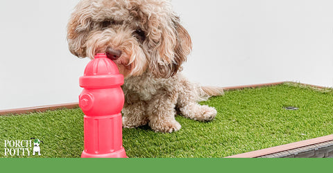 Porch Potty is an excellent alternative to pee pads. It looks great, can be used indoors as well as outside. It is durable enough to survive even the most tenacious puppy.