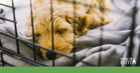 Dog crates help puppies feel safe and protected while sleeping and relaxing.