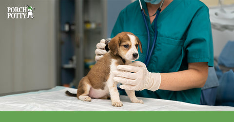 A puppy sits on an exam table as its being looked over by a vet