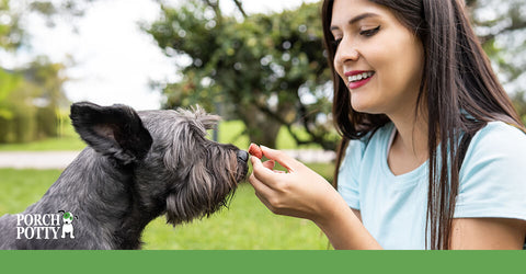 A schnauzer is offered a treat by its owner