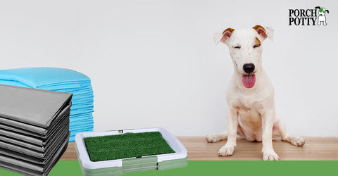A white bull terrier sits on the floor beside three different sizes of puppy pads