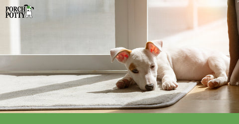 A bull terrier lays in the sun in front of a sliding door