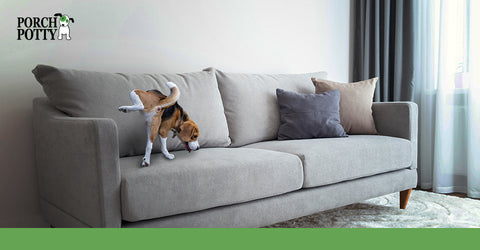 how to get dog pee out of leather furniture