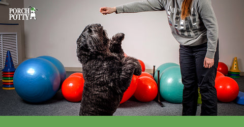 A certified dog behaviorist can help you get to the core reason of accidents.