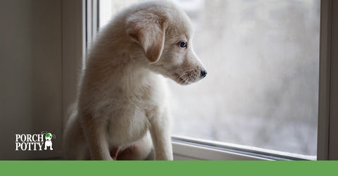 Many dogs experience intense anxiety outside. The noises, smells and sensations can overload a sensitive dog quickly.