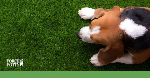 A beagle puppy laying down on artificial grass