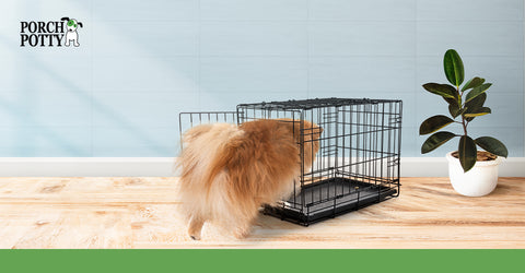 A Pomeranian puppy entering a wire crate