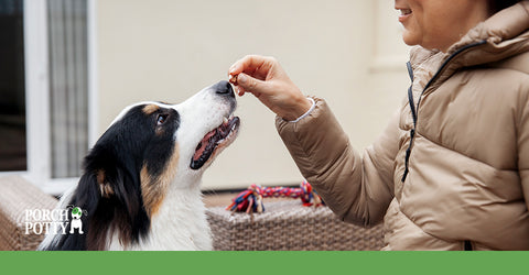 A puppy owner holds a treat up to their puppy's nose