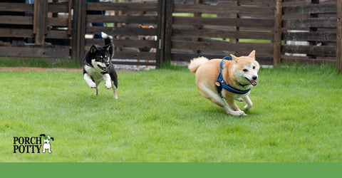 Two dogs running outside on grass