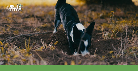 A puppy digging in a yard