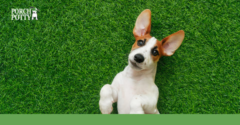 A puppy with floppy ears laying on bright green artificial turf