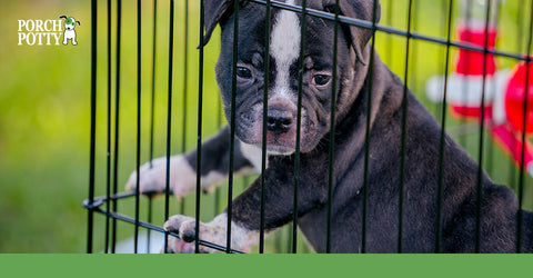 A black puppy in a wire crate