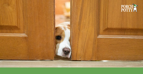 A puppy sticking its head out between two doors