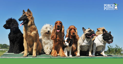 A lineup of different breeds and ages of puppies