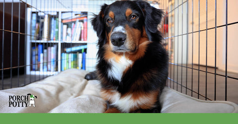 A big black dog lays down in a crate