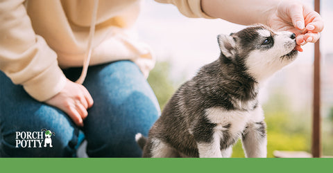 A puppy sniffs its owner's hand