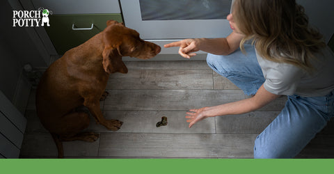 A copper dog is sitting before a poop while his older scolds him