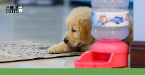 A fluffy puppy's head is visible behind an automatic feeding bowl